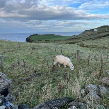 SEMESTER IN EUROPE: GENEVIEVE HERBERT - BELFAST, NORTHERN IRELAND